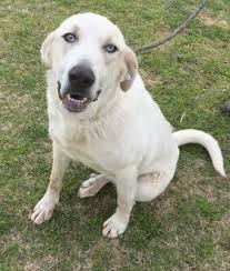 Large selection of finest puppies for sale: Dog For Adoption Kahlua A Labrador Retriever Great Pyrenees Mix In Blanchard Ok Petfinder