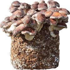 Znajdują szerokie zastosowanie nie tylko w kuchni, ale również w medycynie naturalnej. Shitake Kostka Do Uprawy Domowej 3 Kg Twardziak Jadalny Grzyb Dlugowiecznosci