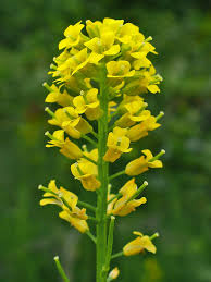 Yellow flower meanings in history. Brassicaceae Wikipedia