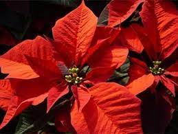 How Are Christmas Traditions Celebrated In Mexico Mexican Christmas Mexican Christmas Traditions Christmas Traditions