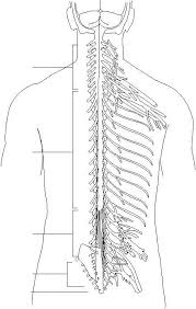We did not find results for: Autonomic Nervous System