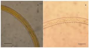 Veterinary Sciences Free Full Text Intestinal Strongyle Genera In Different Typology Of Donkey Farms In Tuscany Central Italy Html