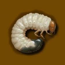 How When To Treat Japanese Beetles Grubs Blain S Farm Fleet Blog Japanese Beetle Grubs Japanese Beetles Grubs