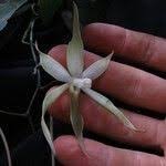 Image result for Aerangis stelligera