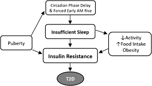 A Model Of Adolescent Sleep Health And Risk For Type 2 Diabetes Springerlink
