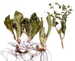 Image result for Elephantopus scaber