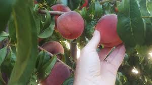 The average salary for a pest control technician is $19.00 per hour in reno, nv. Extension Offering Gardening In Nevada Classes In Reno Serving Carson City For Over 150 Years