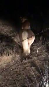 Two separate breeds are recognised: Bolivar Woman S Video Of A Corgi Riding A Pony Has Gone Viral