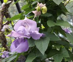 Image result for Vigna frutescens