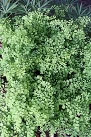 Image result for Adiantum vogelii