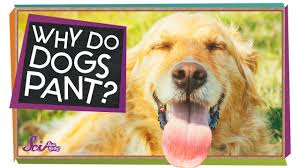If the affected dog is panting excessively and/or develops more symptoms, it's important to schedule an appointment with a vet to have the dog checked over. Why Do Dogs Pant Youtube