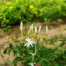Image result for Jasminum fluminense