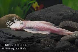 L 144 ist eine xanthoristische art, die vor einigen jahren aus paraguay importiert wurde. Weisser Antennenwels Ancistrus Sp Weiss Tiere Zierfische Welse Antennenwelse