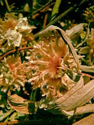 Image result for Gnidia glauca