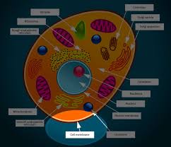After coloring the images, students find information in the text to answer a set of questions about cell transport. Animal Cell Membrane Interactive Diagramkidcourses Com
