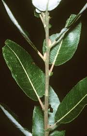 Willows, also called sallows and osiers, form the genus salix, are around 400 species of deciduous trees and shrubs, found primarily on moist soils in cold and temperate regions of the northern hemisphere. Salix Discolor Wikipedia