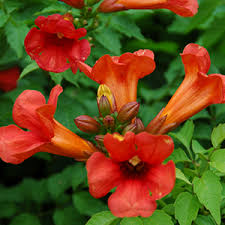 Here is a selection of good options to consider for your garden. 15 Summer Flowering Vines And Climbers