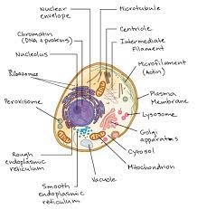 4 Structure Of A Cell Biology Science Khan Academy Eukaryotic Cell Cell Parts And Functions Cell Parts