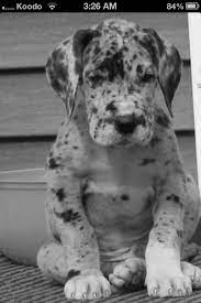 I Need Help My Face Is Covered In Red Dots And Dark Marks And Grad Photos R Soon Please Help Me Cute Animals Great Dane Puppy Animals Beautiful