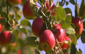 A plant (as a fruit tree) trained to grow flat against a support (as a wall). Bbc Gardening Gardening Guides Techniques Plant An Espalier Apple Tree