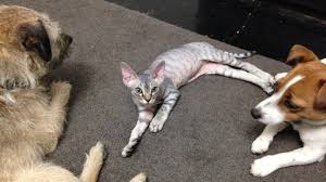 Maybe you would like to learn more about one of these? How To Introduce A Cat To Dogs Walkerville Vet