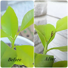 鉢植えレモンの新芽が出ない 新芽が枯れていく レモンの苗木が成長しない訳 Korolemonのブログ レモンを育ててみたら