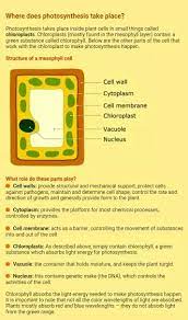 We did not find results for: Why Does Photosynthesis Mainly Take Place In Plant Cells Quora