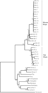 Picture of Gene family