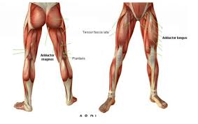 Lateral muscle of posterior thigh; Leg Muscles Diagram Muscles Of The Leg Anterior Lateral Posterior Teachmeanatomy Human Muscle System The Muscles Of The Human Body That Work The Skeletal System That Are Under Voluntary Control