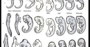 Nomer urut menunjukkan tahapan pengembangan embrio sementara hari dihitung semenjak fertilisasi. Didalam Embriologi Dipelajari Tentang Pembentukan Pertumbuhan Dan Perkembangan Embrio Dalam Kandungan Embriologi Perbandingan Dapat Dijadikan Petunjuk Adanya Evolusi Karena Blog Pak Pandani