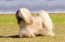 Lhasa Apso Dog Breed Information Pictures Characteristics
