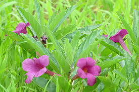 Image result for Pterodiscus elliottii