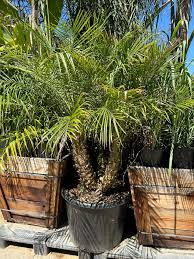 Image result for Phoenix roebelenii