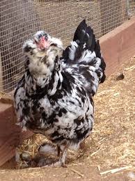 Black And White Speckled Chicken Name Project Mottled Ameraucana Eggs Cute Chickens Chickens Backyard Chicken Breeds