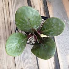 Image result for Aeollanthus subacaulis