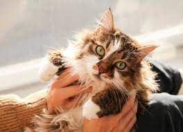 What causes separation anxiety in pets? Separation Anxiety In Cats Petmd