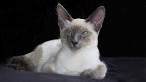 Javanese Cat Breeders and Information - Kittens For Sale