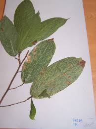 Image result for Marquesia