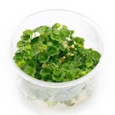 Image result for Hydrocotyle sibthorpioides