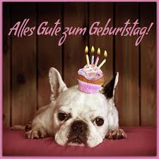 Hunde Mit Einem Mini Geburtstagskuchen Alles Gute Zum Geburtstag Hund Geburtstag Geburtstag Bilder Lustig Geburtstagsbilder
