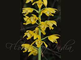 Image result for Eulophia schweinfurthii