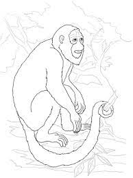 coloriage singe hurleur alouate coloriages a imprimer gratuits bonjour kitty