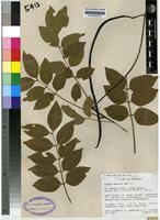Image result for Cassia burttii