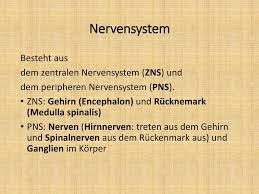 Zentralnervensystem (zns) und peripheres nervensystem (pns). Einleitung In Das Nervensystem Ppt Herunterladen