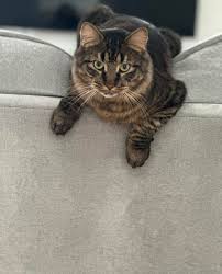 Sage's adoption fee is covered!*** Sage is still available for adoption!  This sweet girl was