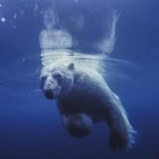 I Had To Pinch Myself B C Photojournalist Inducted Into International Photography Hall Of Fame In 2020 Polar Bear Male Bear Polar