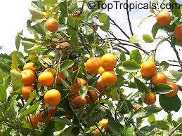 Image result for Citrus reticulata