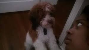 East Texas Lost & Found Pets