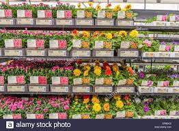 Nursery Trays Of Flowers High Resolution Stock Photography And Images Alamy