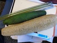 Learn to grow Loofah in your own backyard